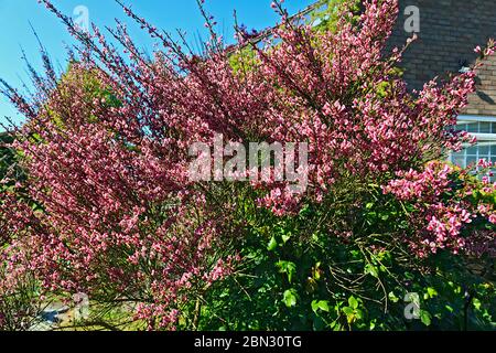 Red/pink flowering broom bush Stock Photo