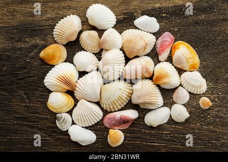 Different seashells on a wooden surface Stock Photo