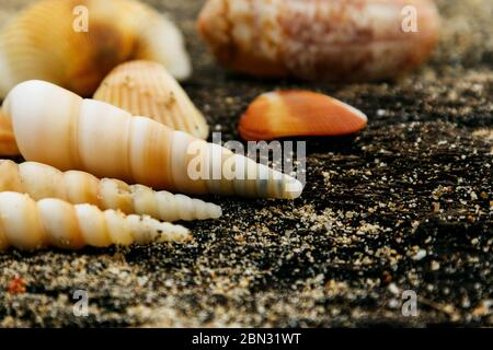 Different seashells and sand on wooden surface Stock Photo