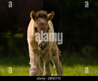 A very beautiful small dun coloured foal of an Icelandic horse in the meadow Stock Photo