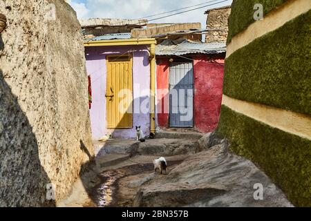 Three cats at home in a colourful courtyard with a uneven floor. Stock Photo