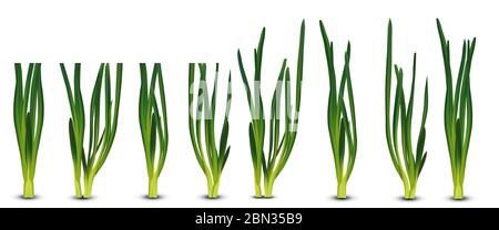 3d realistic green onion isolated on white background. Fresh green onion close up. Collection green onion. Top view. Organic.Illustration. Stock Photo