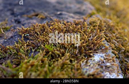 Beautiful green moss on the floor. Macro foto. Texture Closeup. Background of moss and stone for wallpaper. Mossy granite. Northern nature. Antarctic Stock Photo