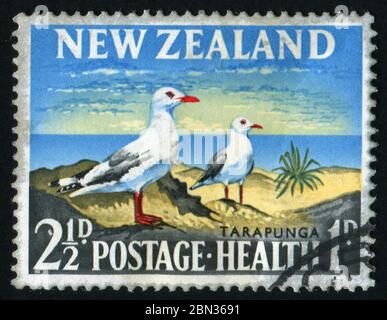 NEW ZEALAND - CIRCA 1963: Two seagulls on a rock, circa 1963. Stock Photo