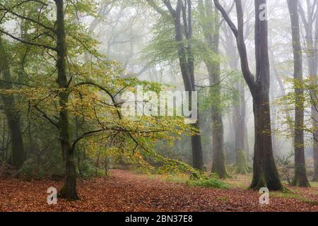 Mist in early Autumn woodland, Cornwall Stock Photo