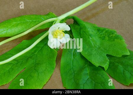 A white and yellow mayapple flower (Podophyllum peltatum) Stock Photo
