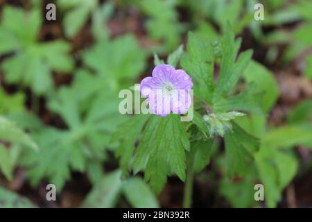 Wild geranium bloom with rain drops at Harms Woods in Skokie, Illinois Stock Photo