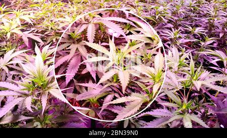 Marijuana Plant Budding in a legal plantage under the artificial circumstances,maginifier effect added. Stock Photo