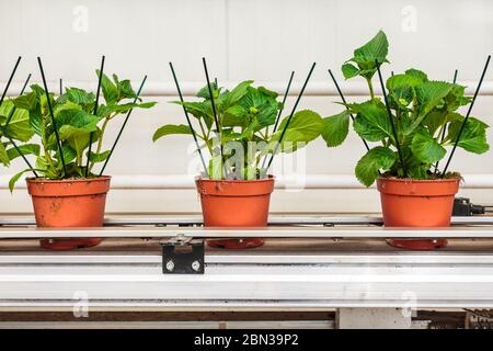 Hydrangea plants on a conveyor belt in a Dutch greenhouse Stock Photo