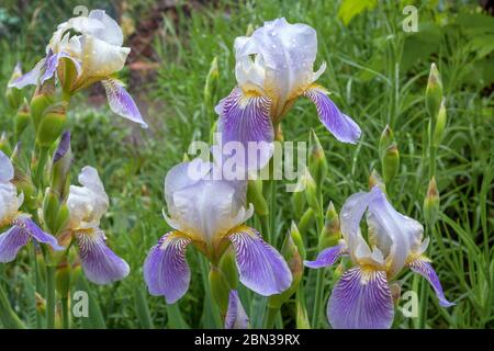 Purple iris flowers with raindrops on the petals grow on a flower bed or in the backyard. Close-up. Stock Photo
