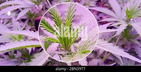 Marijuana Plant Budding in a legal plantage under the artificial circumstances,maginifier effect added. Stock Photo