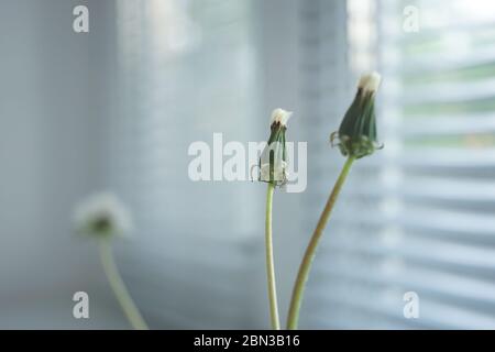 Two closed dandelion flowers in a small vase on the windowsill, jalousie in blurred background Stock Photo
