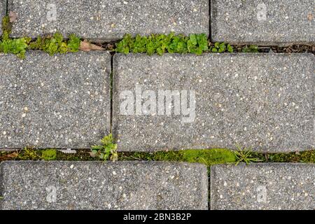moss and weeds growing between gray pavers Stock Photo