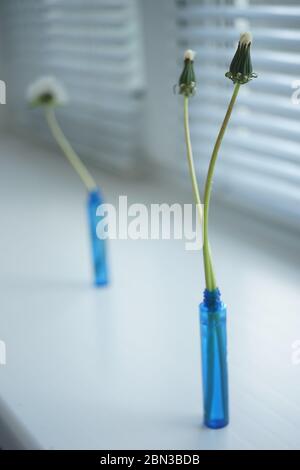Two closed dandelions flowers in a small blue vase on a windowsill. Fluffy dandelion flower and blinds on a background. Stock Photo