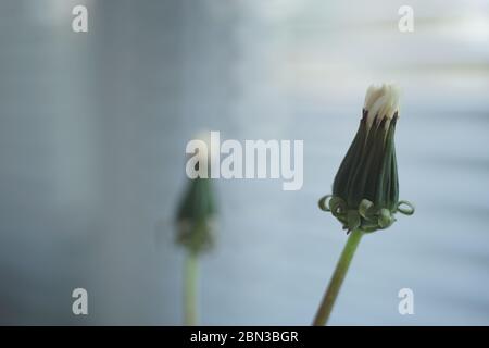 Closed dandelion flower closeup on the windowsill, jalousie and another flower in blurred background Stock Photo
