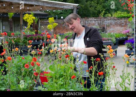 Dorney, Buckinghamshire, UK. 12th May, 2020. Staff at the Crocus Garden Centre at Dorney Court prepare to reopen tomorrow 13th May 2020 following their temporary closure during the Coronavirus Covid-19 Pandemic lockdown. Crocus is in the grounds of the historic Dorney Court Tudor Manor House which has been used in many film locations. Credit: Maureen McLean/Alamy Live News Stock Photo