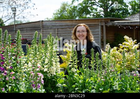 Dorney, Buckinghamshire, UK. 12th May, 2020. Staff at the Crocus Garden Centre at Dorney Court prepare to reopen tomorrow 13th May 2020 following their temporary closure during the Coronavirus Covid-19 Pandemic lockdown. Crocus is in the grounds of the historic Dorney Court Tudor Manor House which has been used in many film locations. Credit: Maureen McLean/Alamy Live News Stock Photo