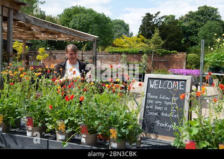 Dorney, Buckinghamshire, UK. 12th May, 2020. Staff at the Crocus Garden Centre at Dorney Court prepare to reopen tomorrow 13th May 2020 following their temporary closure during the Coronavirus Covid-19 Pandemic lockdown. Crocus is in the grounds of the historic Dorney Court Tudor Manor House which has been used in many film locations. Credit: Maureen McLean/Alamy Live News Stock Photo