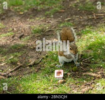 London, UK. 12th May, 2020. WEATHER Spring Day in St James Park, London Grey Squirrel Sciurus carolinensis Credit: Ian Davidson/Alamy Live News Stock Photo