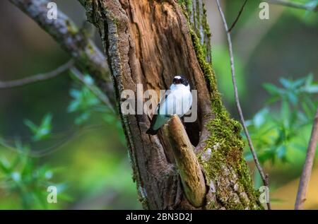 The collared flycatcher (Ficedula albicollis) on a branch, Kopački rit, Croatia Stock Photo