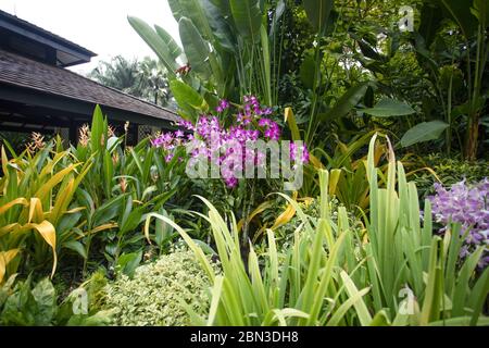 Singapore-city-SINGAPORE-0026Oct222019 Cascading pink and white orchids flowing into other tropical flowers in a border at the National Orchid Center Stock Photo