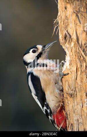 Side view close up of wild UK great spotted woodpecker bird (Dendrocopos major) isolated in woodland drumming, hammering side of vertical tree trunk. Stock Photo