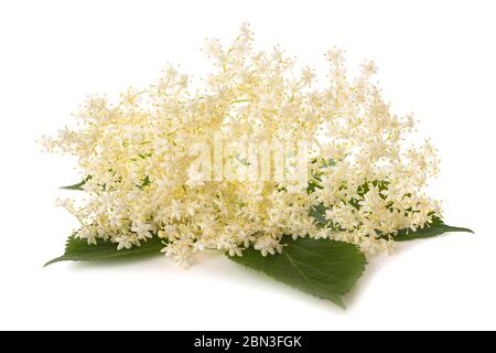 Elderberry flowers isolated on a white background Stock Photo