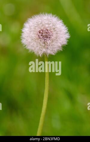 dandelion blowball  on blurred background Stock Photo