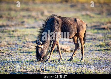 A blue wildebeest grazes near Fort Namutoni in Etosha National Park located in Namibia, Africa. Stock Photo