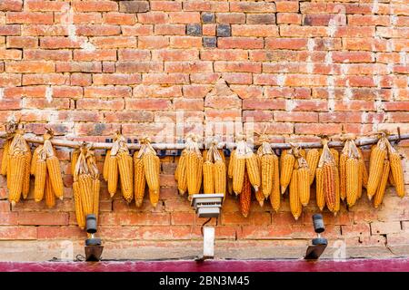 Harvested Corn Cobs hanging outside the house in Kathmandu Nepal.Corn cobs background Stock Photo