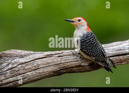 A photo of a woodpecker Stock Photo