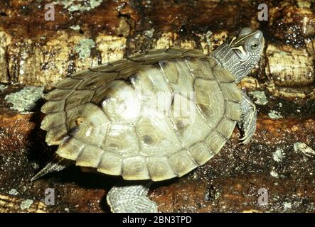 Mississippi Map Turtle, Graptemys pseudogeographica kohni Stock Photo