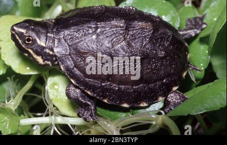 Juvenile Common musk turtle, Sternotherus odoratus Stock Photo
