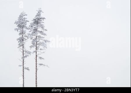 Two snow-covered pine trees. Concept for partnership and resilience. Minimalistic shot, photograhed against grey and white sky on cold winter day. Stock Photo