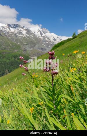 Martagon lily / Turk's cap lily (Lilium martagon) in flower, Hohe Tauern National Park, Carinthia, Austria Stock Photo
