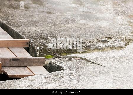 Small camouflaged lizard on the road in Malaysia. Stock Photo