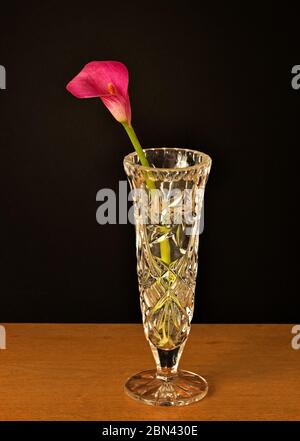A calla lily in a small glass vase on a table top with a plain black background Stock Photo