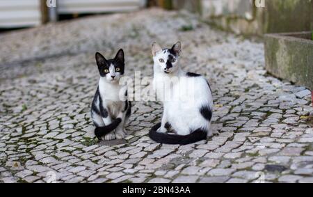 Two black and white cats sit on the cobblestone streets of Lisbon, Portugal Stock Photo