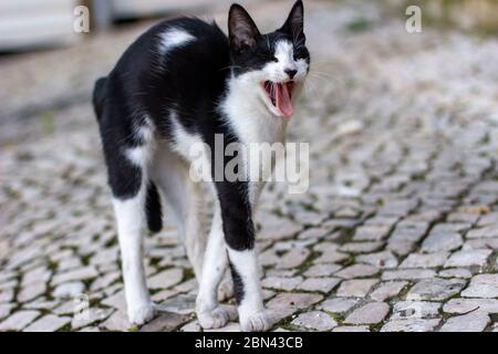 A street cat stretches and yawns while standing on a cobblestone street in Lisbon, Portugal Stock Photo