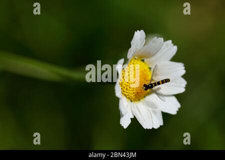 Macro image of a hoverfly perched on a white daisy, showing fine details of the insect and flower with beautiful soft background and natura light. Stock Photo