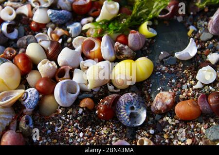 Sea shells on the beach Stock Photo