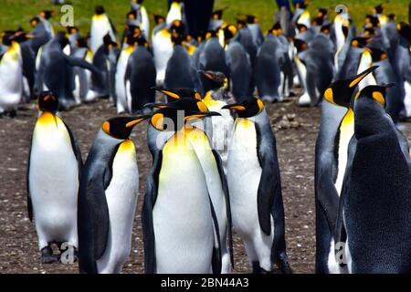 A colony of King Penguins at Volunteer Point near Port Stanley on the Falkland Islands. This is a prime nesting site for the King Penguins. Stock Photo