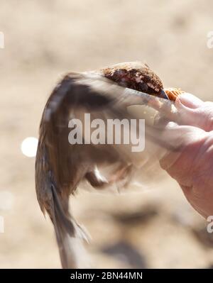 Brown little sparrow. Man hand holding bread, feeding sparrow bird hovering on the hand with wings spread. Brown sand blurred background. Bird photogr Stock Photo