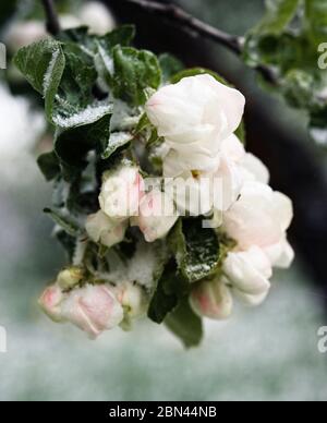 Spring, unexpected cooling. Snow on flowering trees, apple blossoms in the snow. Blossom apple trees with the snow. Weather conditions Stock Photo