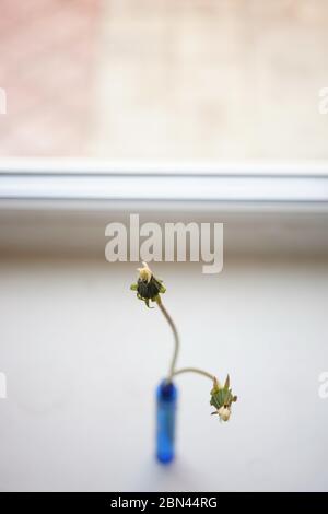Two closed dandelion flowers in a thin vase on the windowsill. Stock Photo