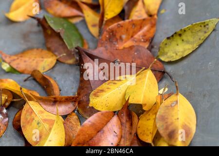 Several dry leaves on wet metallic surface, Areal, Rio de Janeiro, Brazil Stock Photo