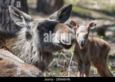 08 May 2020, Brandenburg, Groß Schönebeck: A few days old moose calf stands next to its mother in an enclosure in the Schorfheide Game Park. The Schorfheide Wildlife Park (Barnim) has a new attraction since a few days: Moose cow 'Lille Sol' has given birth to double offspring. The two elk calves were born on 5 May, are already standing on their long legs and are suckled by their mother while lying down. The moose babies are very small when they are born twice and cannot reach the mother's suckling tusk while standing, said Imke Heyter, Director of the Game Park. Photo: Patrick Pleul/dpa-Zentra Stock Photo