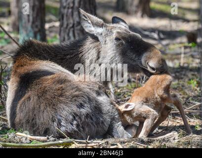 08 May 2020, Brandenburg, Groß Schönebeck: A few days old moose calf suckles on its mother in an enclosure in the Schorfheide wildlife park. The Schorfheide Wildlife Park (Barnim) has a new attraction since a few days: Moose cow 'Lille Sol' has given birth to double offspring. The two elk calves were born on 5 May, are already standing on their long legs and are suckled by their mother while lying down. The moose babies are very small when they are born twice and cannot reach the mother's suckling tusk while standing, said Imke Heyter, Director of the Game Park. Photo: Patrick Pleul/dpa-Zentra Stock Photo