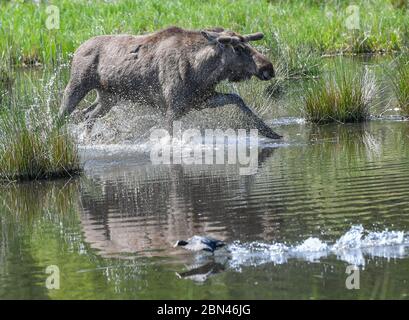 08 May 2020, Brandenburg, Groß Schönebeck: The bull moose 'Anton' runs through the water of a small lake in the enclosure in the Schorfheide game park. Photo: Patrick Pleul/dpa-Zentralbild/ZB Stock Photo