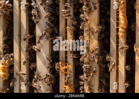 Close-up of honeybees (Apis mellifera) in a hive Stock Photo